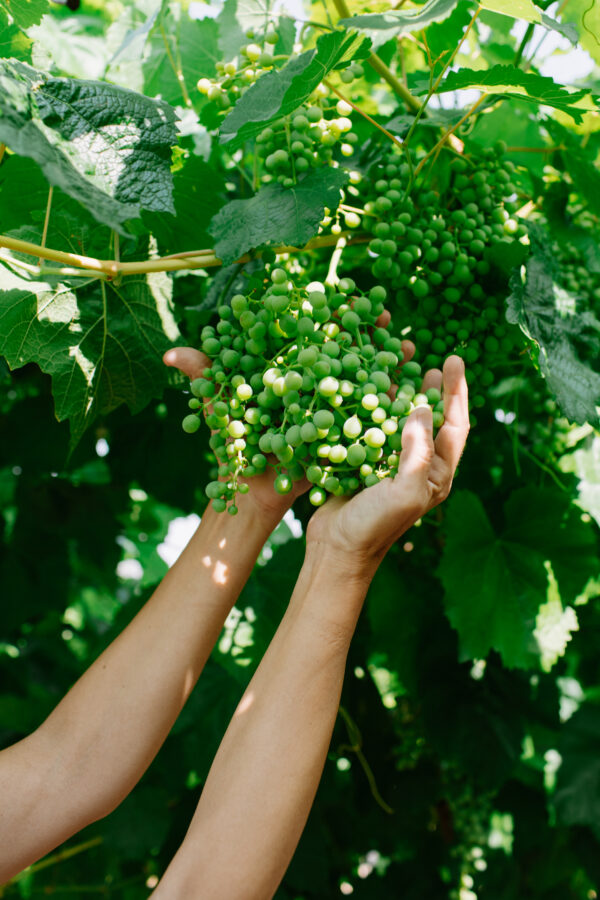 PAGO DE THARSYS NATURAL SWEET WINE - Image 3
