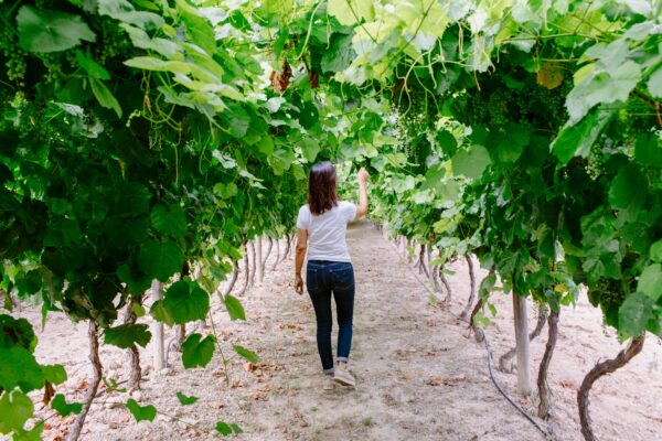 EXCLUSIVE WINE TOUR - Image 3