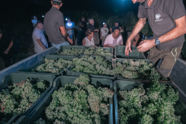 Viñedo ecológico de Garnacha para vino rosado
